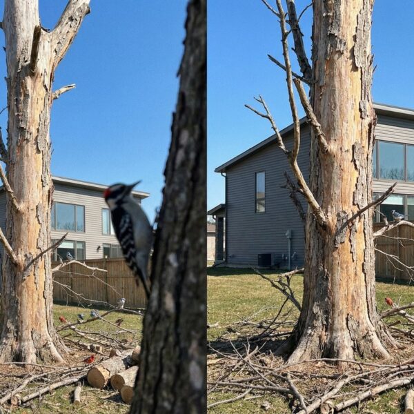 Dont Cut Down Your Dead Trees Theyre Essential For The Survival Of Many Bird Species